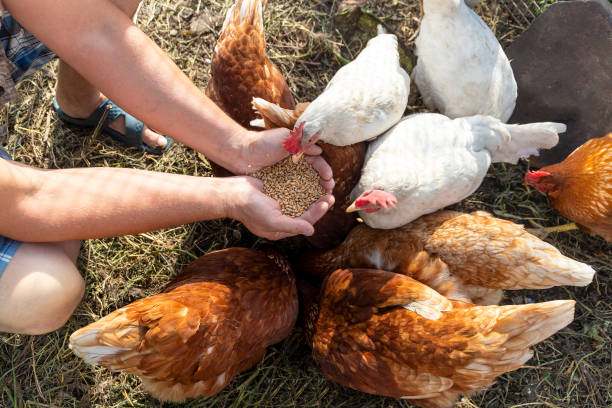 istock The farmer hand-feeds his hens with grain 2190193596