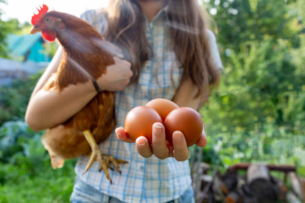 istock A girl with a chicken and eggs in her hands on a sunny day 2190193601