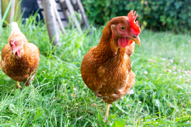 istock A curious hen peers into the camera very closely 2190193621