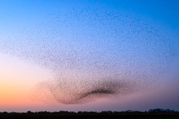 istock Starling murmuration during sunset at the end of the day 2190193627