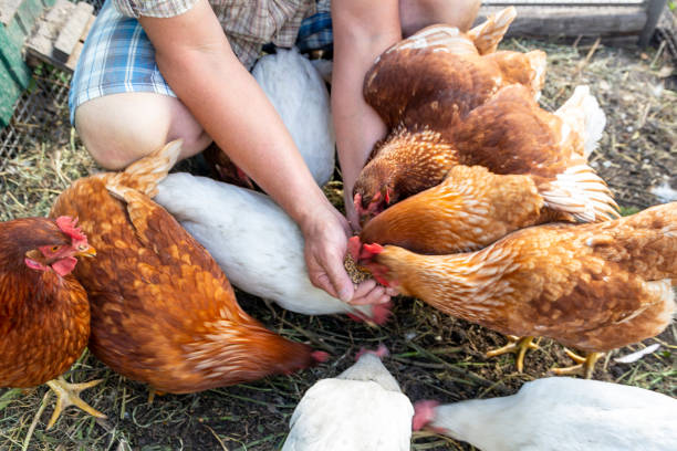 istock The farmer hand-feeds his hens with grain. 2190193632