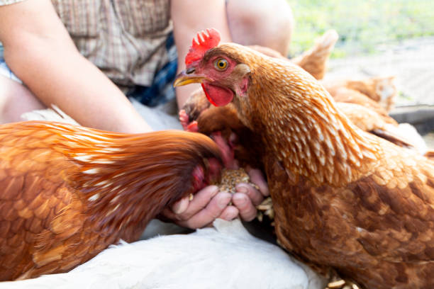 istock The farmer hand-feeds his hens with grain. 2190193633