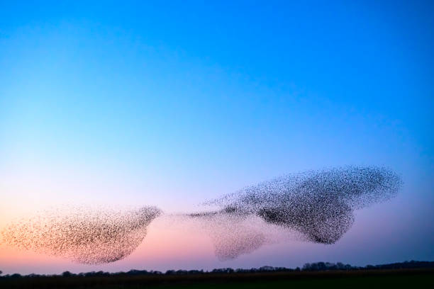 istock Starling murmuration during sunset at the end of the day 2190193641