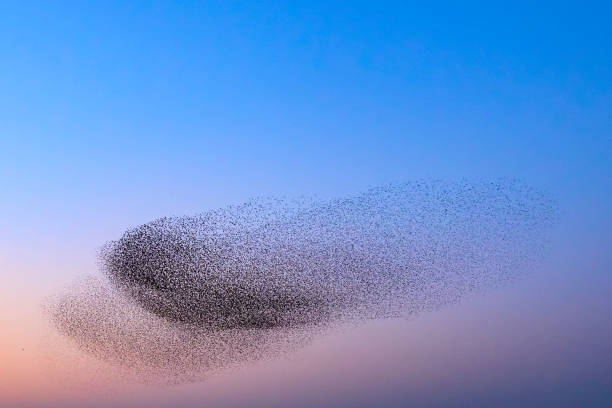 istock Starling murmuration during sunset at the end of the day 2190193661