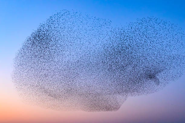 istock Starling murmuration during sunset at the end of the day 2190193676
