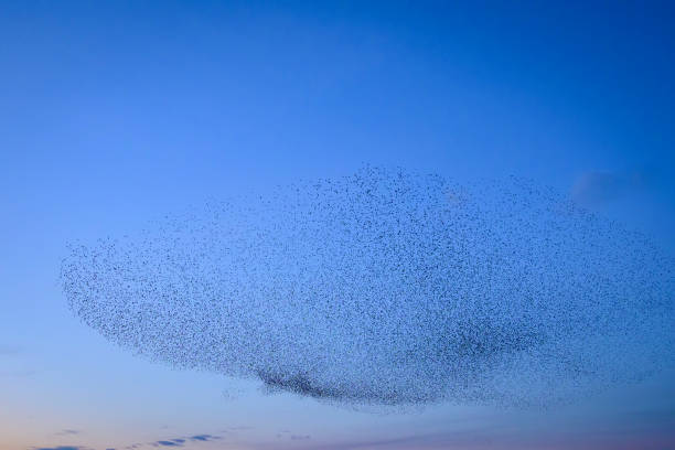 istock Starling murmuration during sunset at the end of the day 2190193692