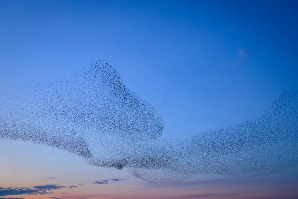 istock Starling murmuration during sunset at the end of the day 2190193696