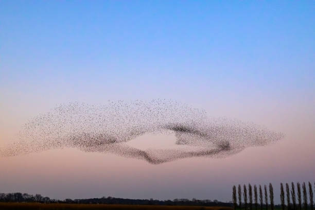 istock Starling murmuration during sunset at the end of the day 2190193706