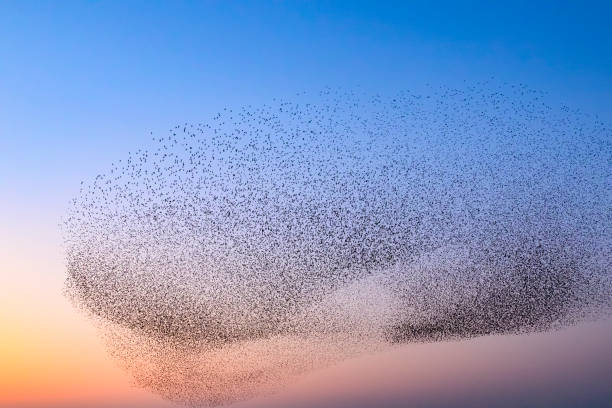 istock Starling murmuration during sunset at the end of the day 2190193717