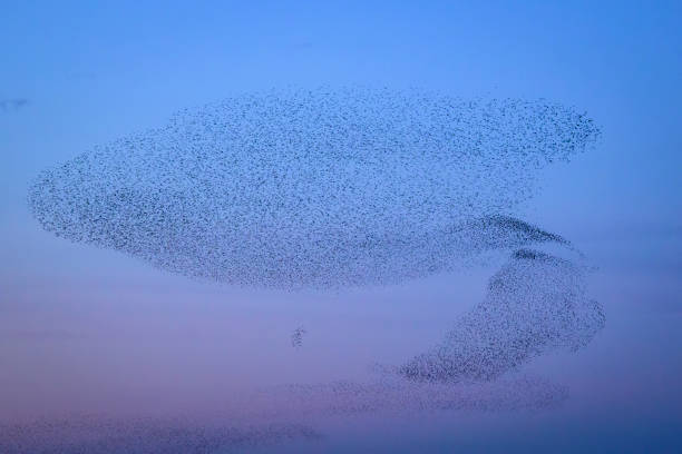 istock Starling murmuration during sunset at the end of the day 2190193792