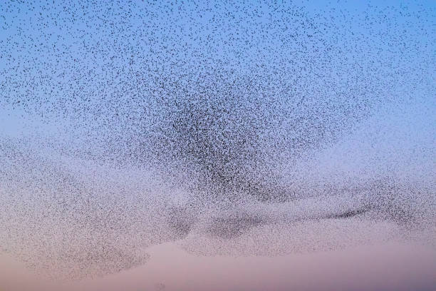 istock Starling murmuration during sunset at the end of the day 2190193818