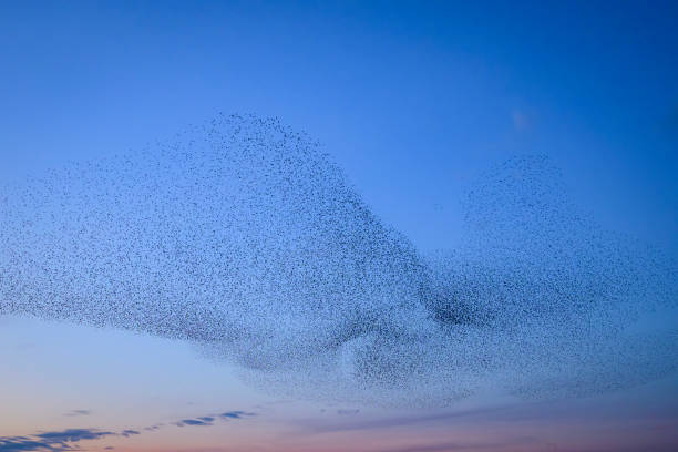 istock Starling murmuration during sunset at the end of the day 2190193845