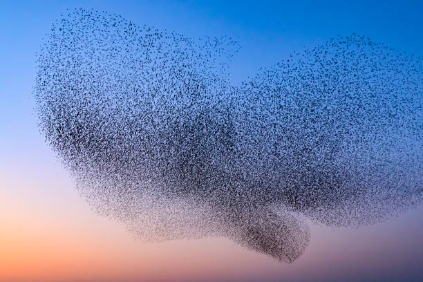 istock Starling murmuration during sunset at the end of the day 2190193993