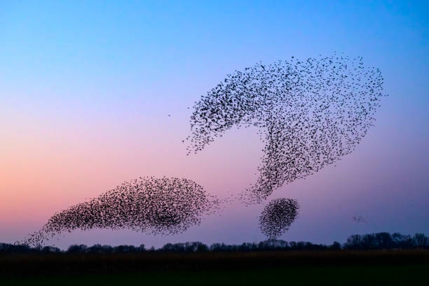 istock Starling murmuration during sunset at the end of the day 2190194022