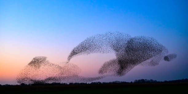 istock Starling murmuration during sunset at the end of the day 2190194025