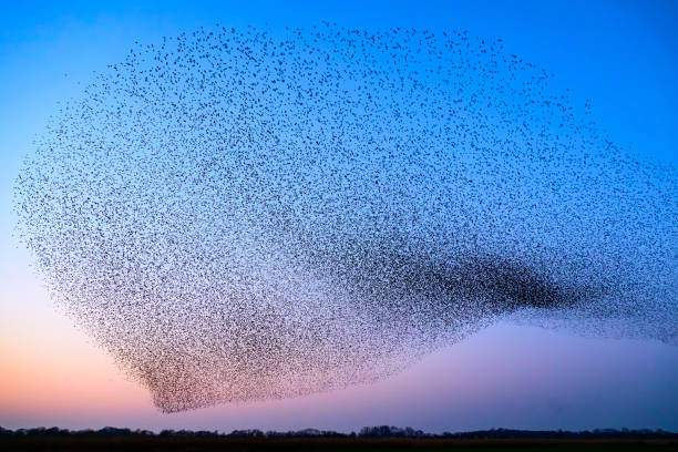 istock Starling murmuration during sunset at the end of the day 2190194050