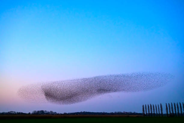 istock Starling murmuration during sunset at the end of the day 2190194097