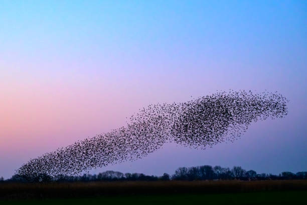 istock Starling murmuration during sunset at the end of the day 2190194126