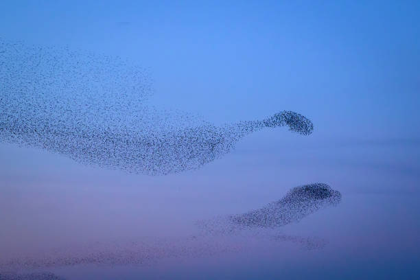 istock Starling murmuration during sunset at the end of the day 2190194135