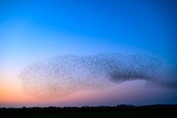 istock Starling murmuration during sunset at the end of the day 2190194160