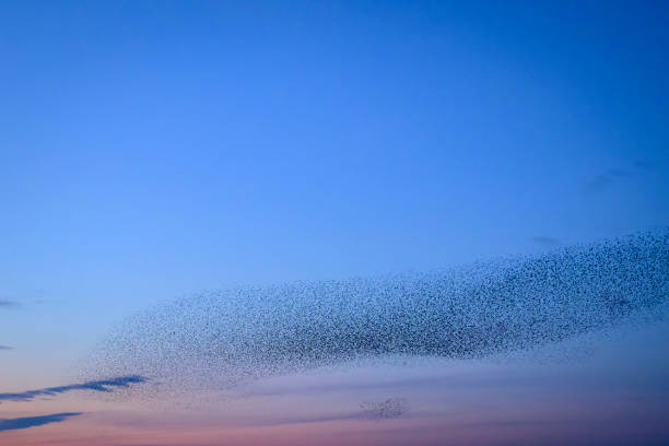 istock Starling murmuration during sunset at the end of the day 2190194168