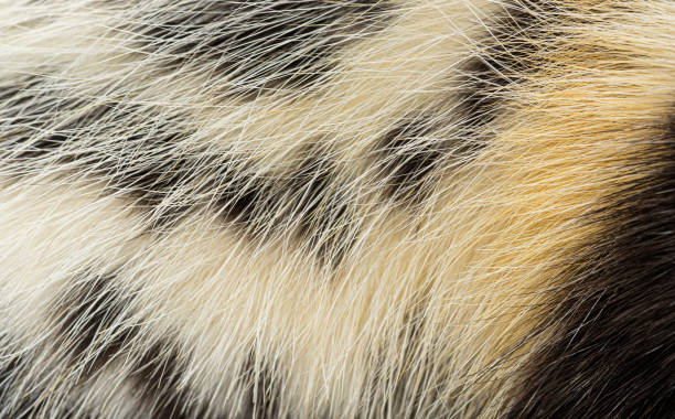 istock Close up of Saharan striped polecat, Ictonyx libycus, fur showing the texture and pattern of the black stripes 2190194582