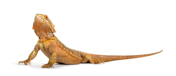 istock Bearded Dragon , Pogona vitticeps, looking up, isolated on white 2190194645