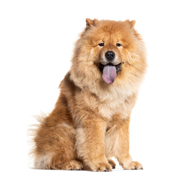 Sitting Chow Chow showing its Bleu tongue and looking at camera, isolated