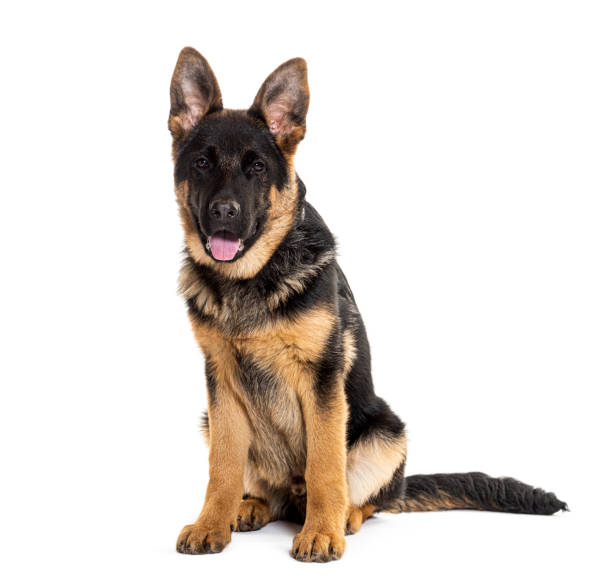 istock Sitting Young German Shepherd puppy, looking forward at the camera and panting tongue out, isolated on white 2190194712