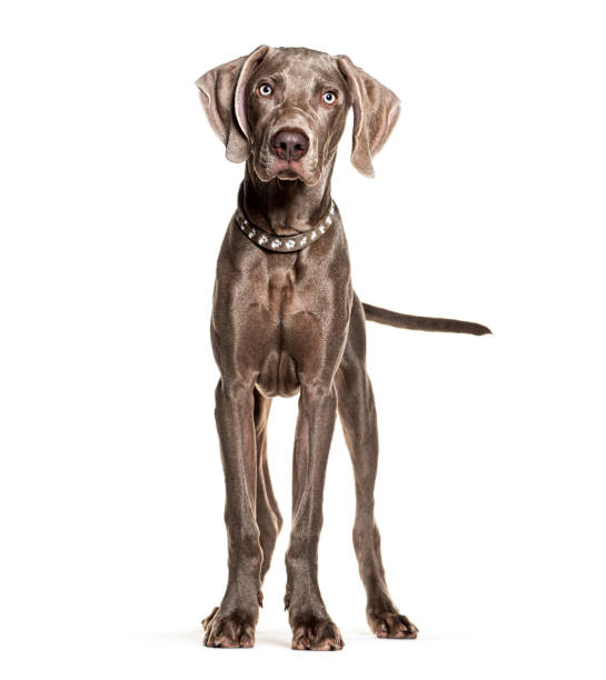 Young weimaraner dog standing and looking forward