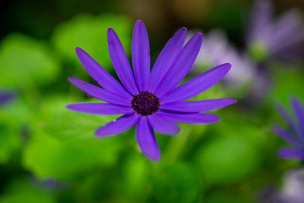 Beautiful Purple Cape Daisy Antique Rose with Raindrops on Easter Island of Chile, South America