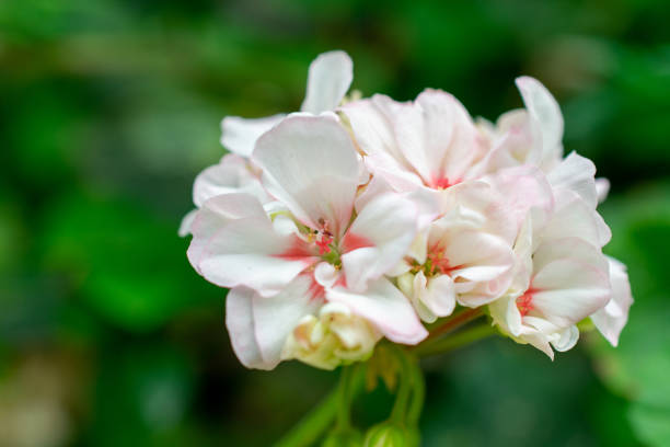 Majestic cherry blossoms. Spring blooms. Spring storytelling. Greeting cards, postcards.