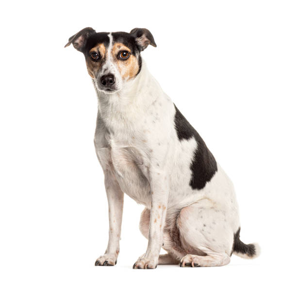 istock Alert mixed breed dog sitting on white background 2190195578
