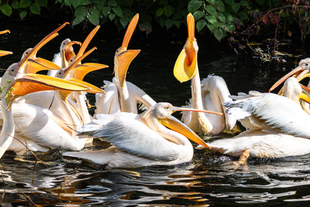 istock Great White Pelican, Pelecanus onocrotalus in a park 2190197411