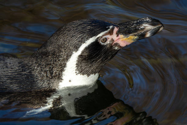 istock Humboldt Penguin, Spheniscus humboldti in a park 2190197793