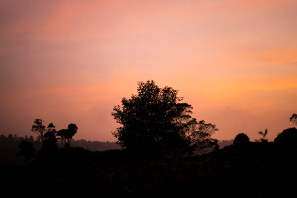 silhouette of trees at sunset in tea plantation