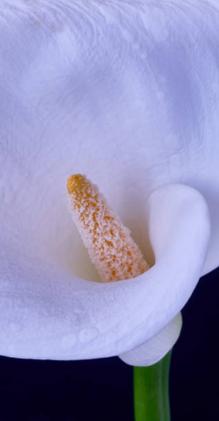 istock calla lily flower growing on black background 2190200001