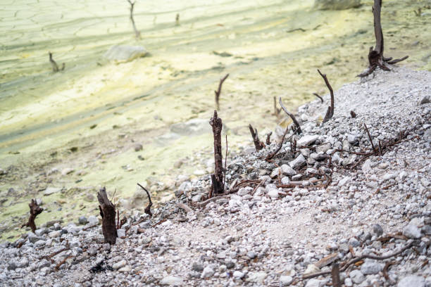 istock dead tree in Kawah Putih Crater lake in Ciwidey West Java, Bandung Indonesia 2190201342