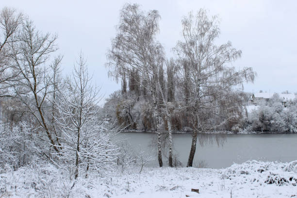 Frosty winter landscape during a beautiful winter day in the IJsseldelta region in Overijssel, The Netherlands. A row of frozen trees is vanishing in the distance.