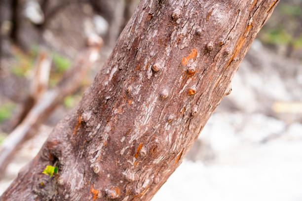 istock dead tree in Kawah Putih Crater lake in Ciwidey West Java, Bandung Indonesia 2190201517