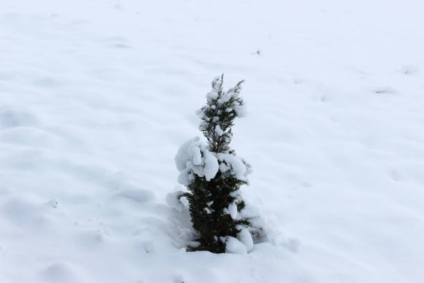 istock The little thuja was abundantly sprinkled with the first snow 2190201798