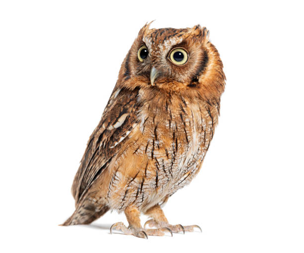 istock Tropical screech owl, Megascops choliba, looking away, isolated on white 2190202415