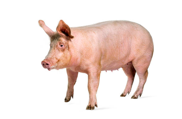 istock Side view of a Domestic pig, isolated on white 2190202433
