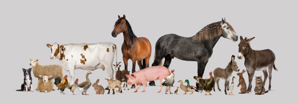 istock Large group of many farm animals standing together 2190202444
