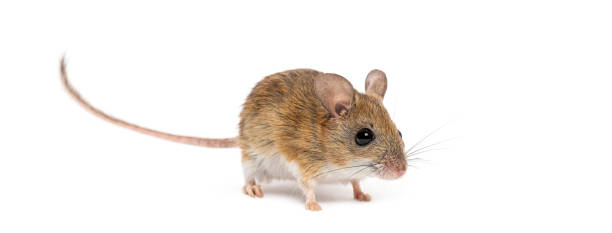 istock Spinifex hopping mouse, Notomys alexis, standing on a white background 2190202452