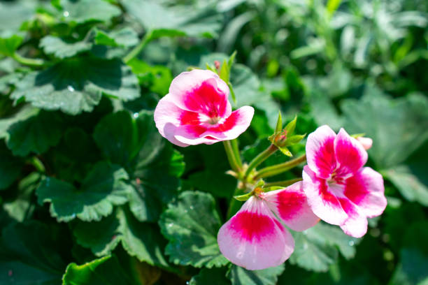 Horseshoe geranium | Common pelargonium | Pelargonium zonale