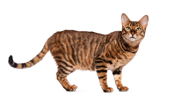 istock Toyger cat standing and looking away from the camera 2190202479