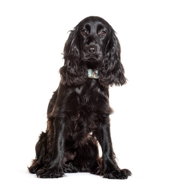 istock Black english cocker spaniel puppy sitting and looking forward 2190202507