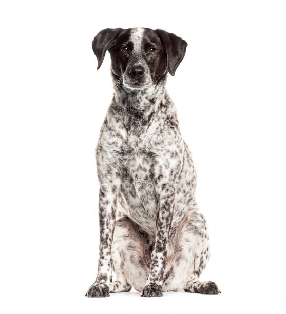 istock Crossbreed dog sitting and looking at camera on white background 2190202567