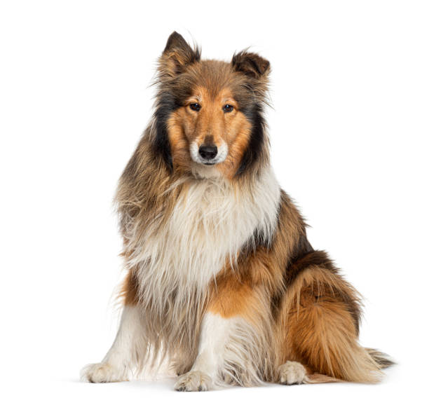 istock Rough collie dog sitting and looking at camera 2190202704